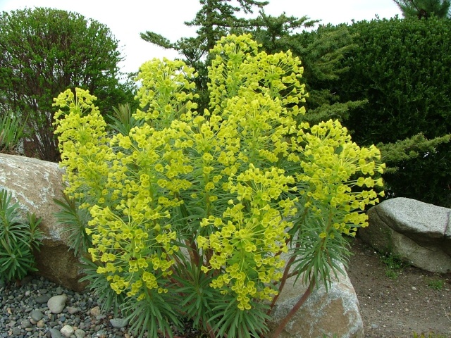 Euphorbia characias sub species 'Wulfenii'