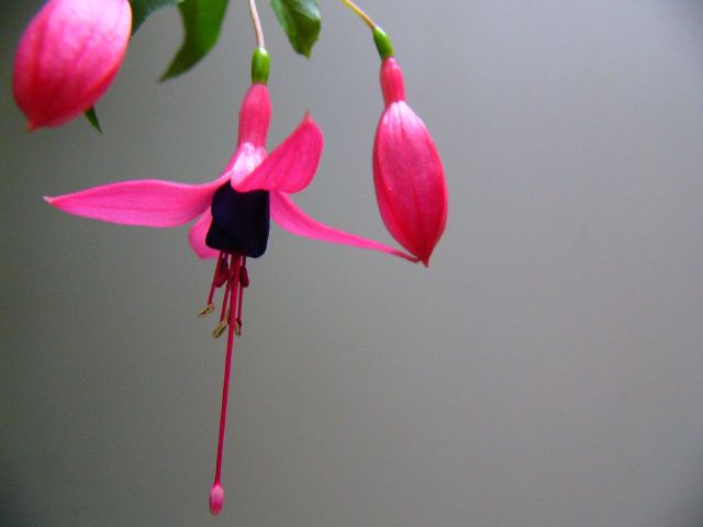 Fuchsia-flower