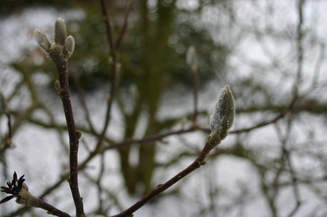Magnolia flower buds -frosted once more