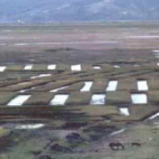 tiwanaku raised field system