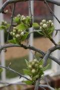 Conference Pear about to blossom in the Orchard House