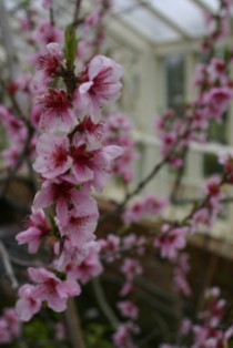 Cherry blossom in the Orchard House