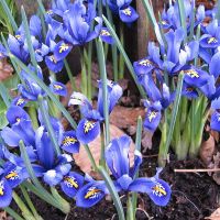 A-Z of Perennials: I is for Iris