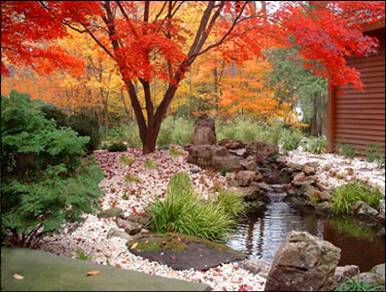 Maples (Acers) provide glorious autumn colour in this Japanese style garden
