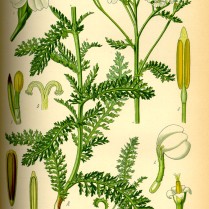 Illustration of A. millefolium