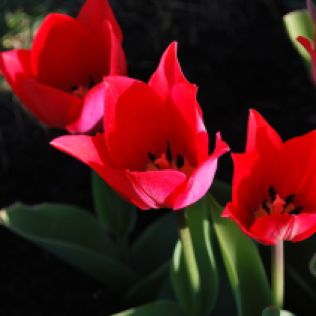 Close up of Tulip flower