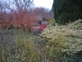 Cambridge Botanic Garden- a wonderful winter garden showing use of Cornus stem colour