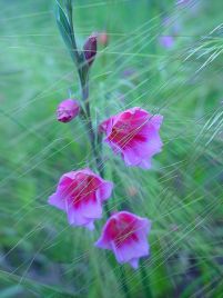 Watsonia with grass