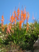 Watsonia Tresco hybrid