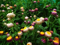 Helichrysum_bracteatum_or_Xerochrysum_bracteatum_from_Lalbagh_Flower_Show_August_2012_4590