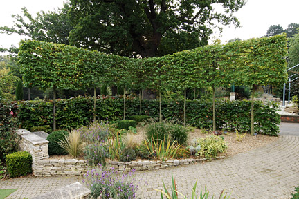 Pleached trees- picture RHS