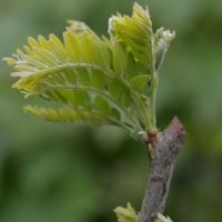 A -Z of Garden Trees: G is for Gleditsia triacanthos