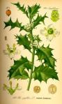 ilex aquifolium botanical