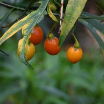 Solanum laciniata