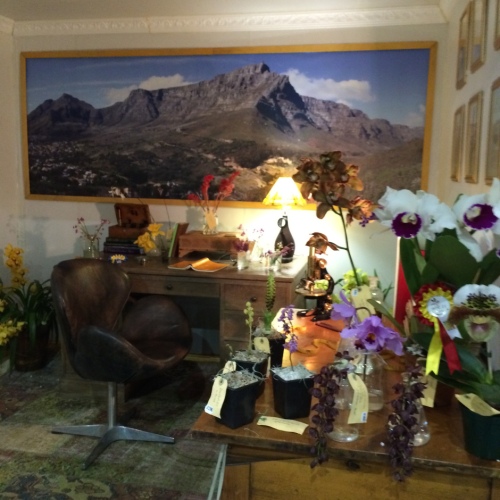 Botanist's study, World Orchid Show, Johannesburg