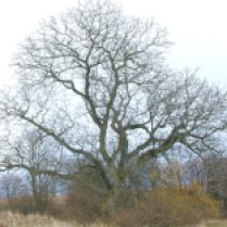 old walnut tree winter