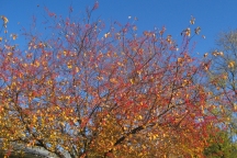 286-autumn crabapple