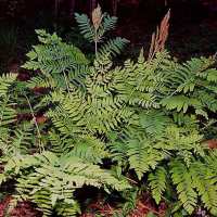 Top tip: Making a Fernery