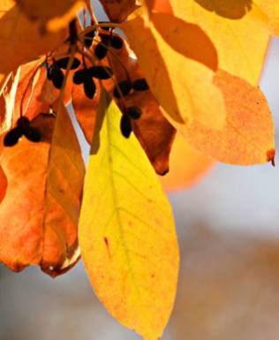 Autumn colour- picture by Barcham Trees