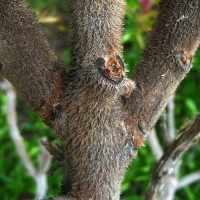 A -Z of Garden Trees: R is for Rhus typhina