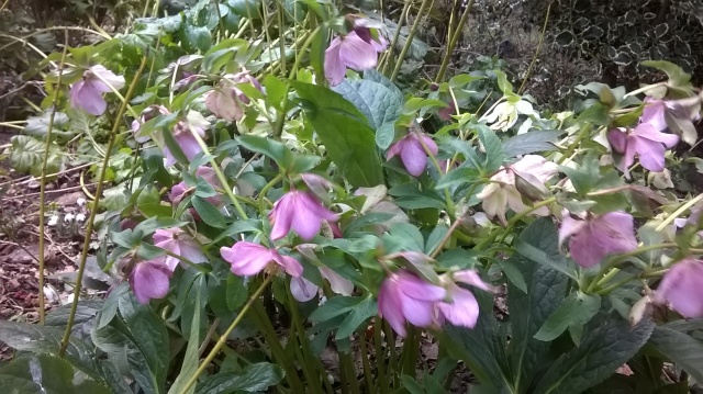 Hellebores one of a few winter flowers currently on show...