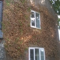 Top Tip: Controlling Ivy on buildings