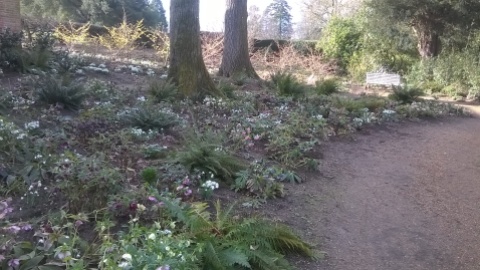 Snowdrops and Hellebores looking great in the Orangery Garden...