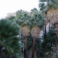 A -Z of Garden Trees: W is for Washingtonia