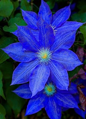 Royal Blue Clematis: picture by Virginia Mitchell-Pike