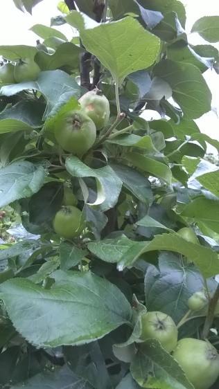 some good looking apples coming along on 'super columns'