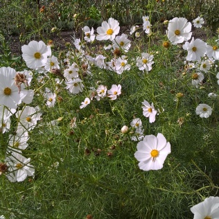 Late Cosmos in the Walled Garden...