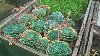 Echeveria- soon to be put under cover for the winter